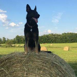Meet your Posher, Ashton